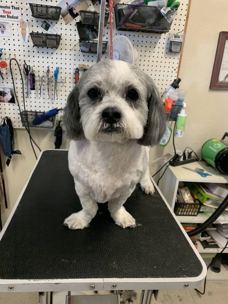 Pet Country Grooming