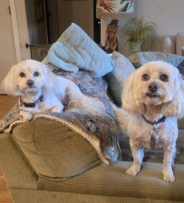 Pet Country Grooming