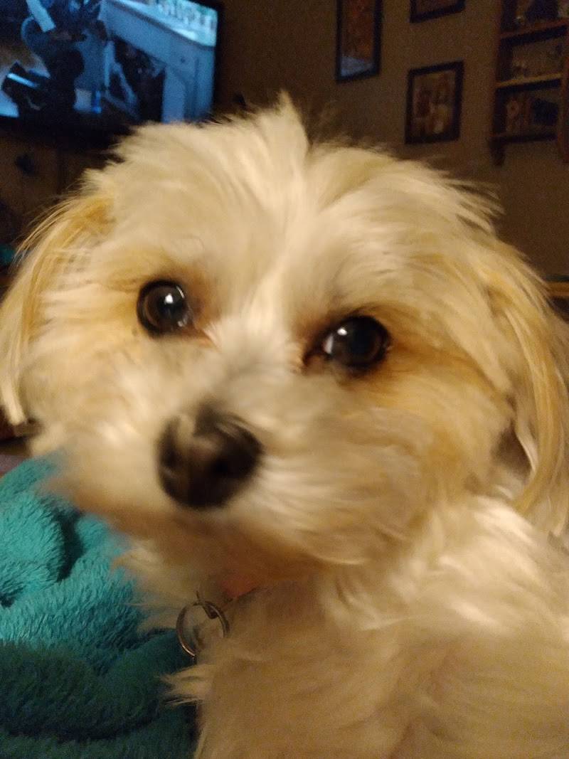 Pet Country Grooming
