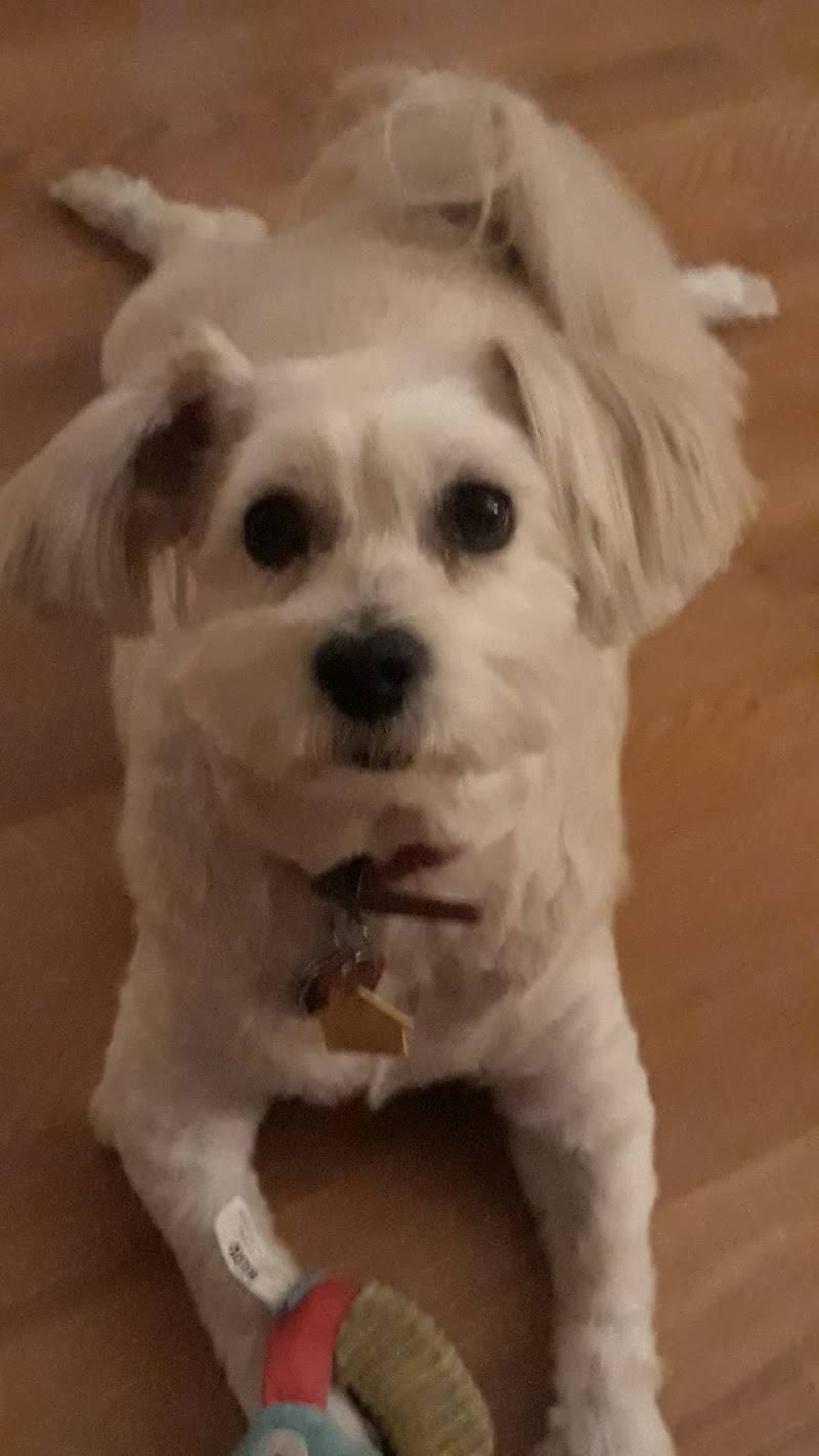 Pet Country Grooming