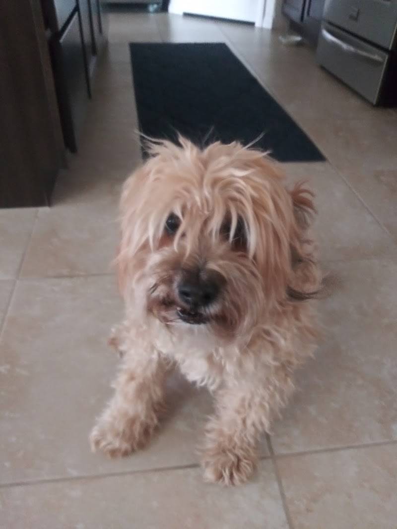Pet Country Grooming
