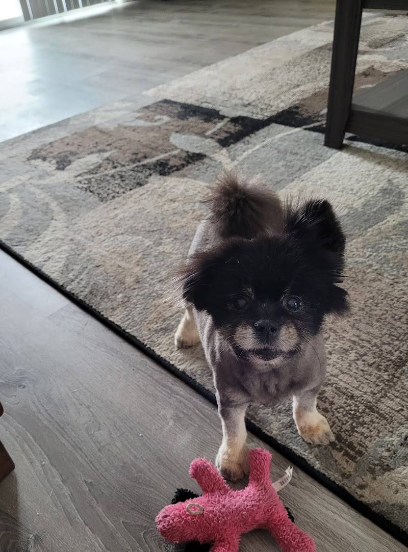 Pet Country Grooming