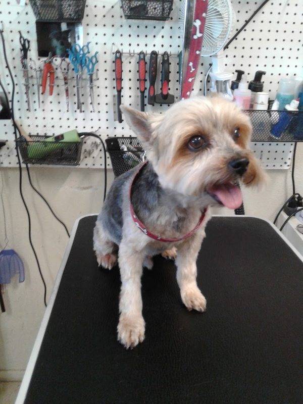Pet Country Grooming